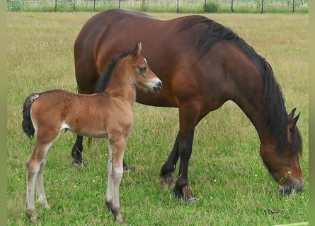 Welsh D (Cob), Mare, 4 years, 14 hh, Bay-Dark