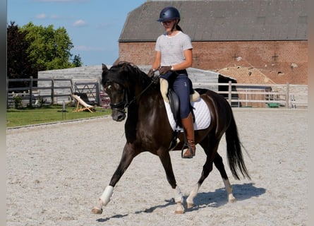 Welsh D (Cob), Mare, 4 years, 14 hh, Black
