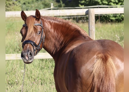 Welsh D (Cob), Mare, 4 years, 14,1 hh, Chestnut-Red