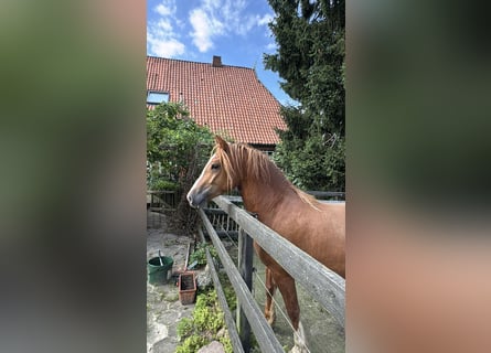 Welsh D (Cob), Mare, 4 years, 14,1 hh, Chestnut-Red