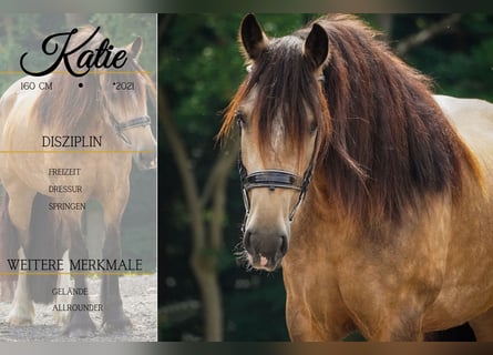 Welsh D (Cob) Mix, Mare, 4 years, 15,2 hh, Dun