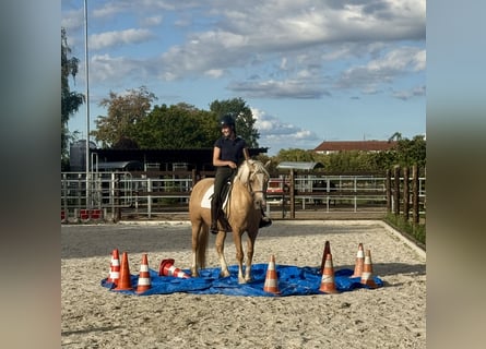 Welsh D (Cob), Mare, 5 years, 14.1 hh, Palomino