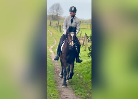 Welsh D (Cob), Mare, 6 years, 13,3 hh, Bay-Dark