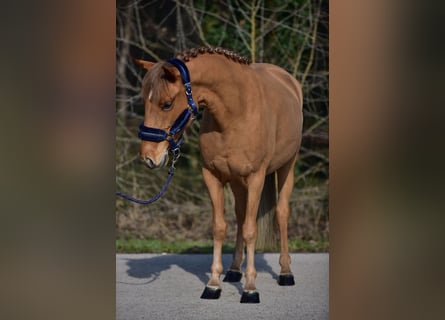 Welsh D (Cob), Mare, 8 years, 14,1 hh, Chestnut-Red