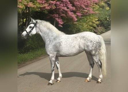 Welsh D (Cob), Mare, 8 years, 14,1 hh, Gray