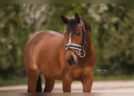 Welsh D (Cob), Mare, 9 years, 14.1 hh, Brown