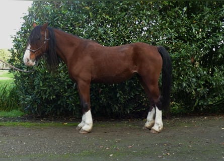 Welsh D (Cob), Mare, 9 years, 14,2 hh, Brown