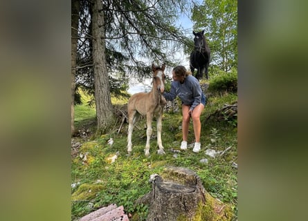 Welsh D (Cob), Stallion, , 14,2 hh, Chestnut