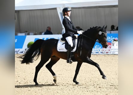 Welsh-D, Étalon, 16 Ans, 146 cm, Bai brun