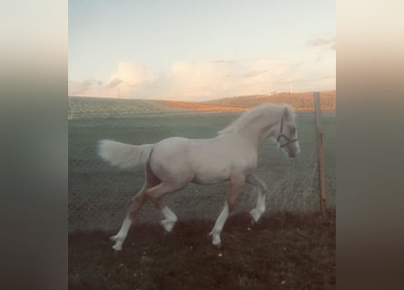 Welsh-D, Étalon, Poulain (06/2023), 153 cm, Palomino