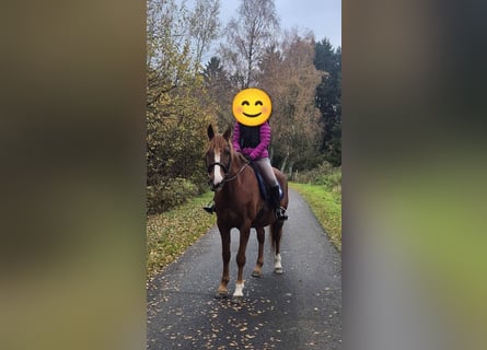 Welsh-D, Giumenta, 12 Anni, 150 cm, Sauro