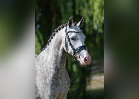 Welsh-D, Giumenta, 4 Anni, 142 cm, Leardo