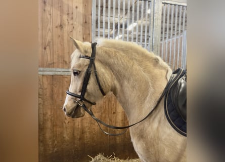 Welsh-D, Giumenta, 5 Anni, 147 cm, Palomino