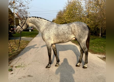 Welsh-D, Giumenta, 6 Anni, 150 cm, Morello