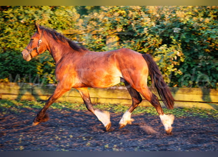 Welsh-D, Hengst, 2 Jahre, 150 cm, Brauner