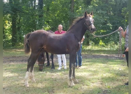 Welsh-D, Hengst, 2 Jahre