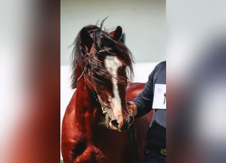 Welsh-D, Hengst, 4 Jaar, 145 cm, Roodbruin