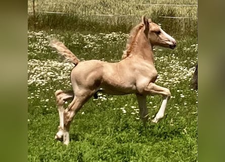 Welsh-D, Hengst, veulen (06/2023), 153 cm, Palomino