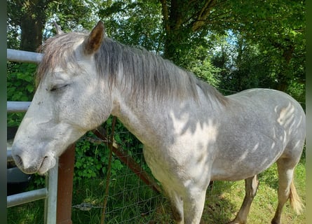 Welsh-D, Hongre, 5 Ans, 148 cm, Gris