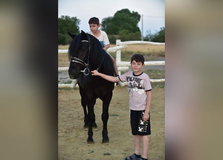 Welsh-D, Hongre, 8 Ans, 140 cm, Noir