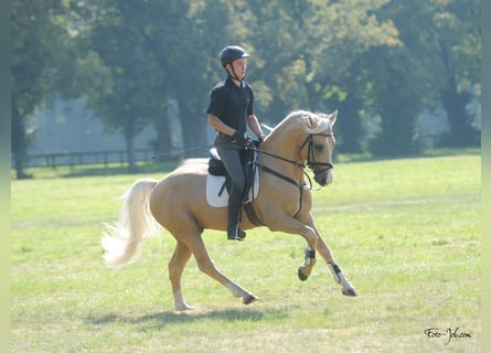 Welsh-D, Hongre, 9 Ans, 149 cm, Palomino