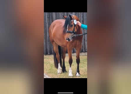 Welsh-D, Jument, 3 Ans, 144 cm, Bai