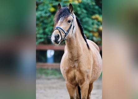 Welsh-D, Jument, 3 Ans, 145 cm, Isabelle