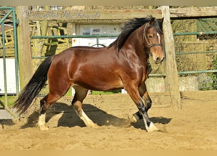 Welsh-D, Jument, 3 Ans, 153 cm, Bai