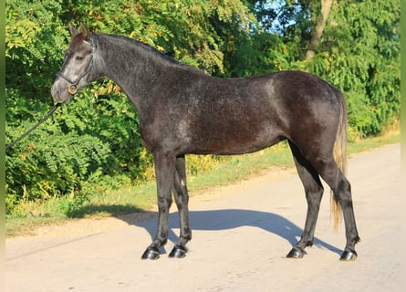 Welsh-D, Jument, 5 Ans, 142 cm, Gris
