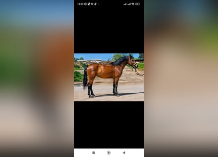 Welsh-D Croisé, Jument, 5 Ans, 143 cm, Bai