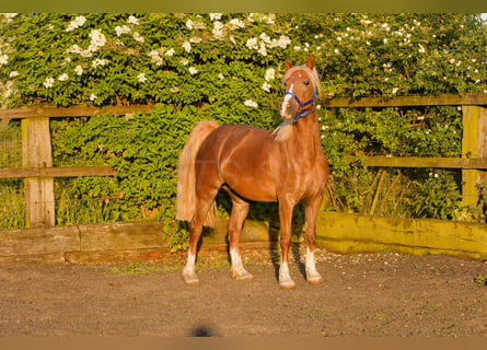 Welsh-D, Jument, 6 Ans, 148 cm, Alezan