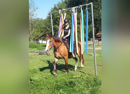 Welsh-D, Jument, 9 Ans, 152 cm, Bai