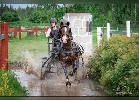 Welsh-D, Merrie, 11 Jaar, 143 cm, Roodbruin