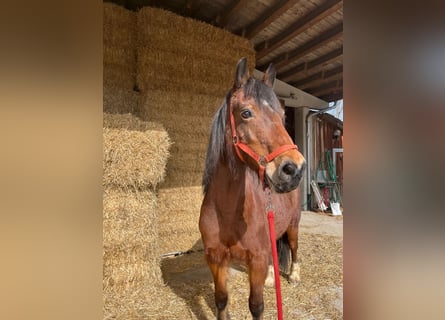Welsh-D, Merrie, 16 Jaar, 152 cm, Bruin