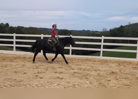 Welsh-D, Merrie, 17 Jaar, 150 cm, Zwart