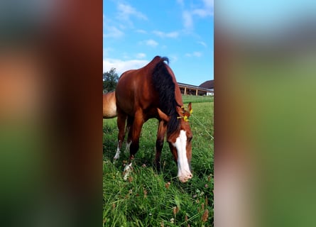 Welsh-D, Merrie, 18 Jaar, 144 cm, Bruin