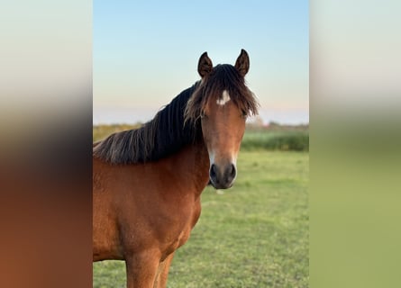 Welsh-D, Merrie, 1 Jaar, 145 cm, Donkerbruin