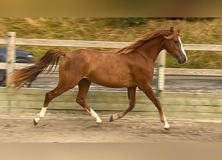 Welsh-D, Merrie, 3 Jaar, 140 cm, Vos