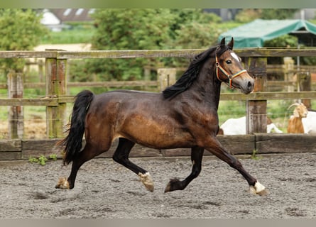 Welsh-D, Merrie, 3 Jaar, 150 cm, Bruin