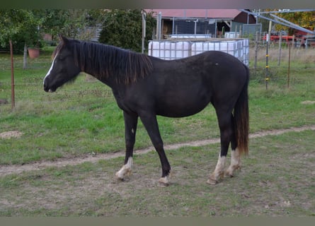 Welsh-D, Merrie, 3 Jaar, Zwart