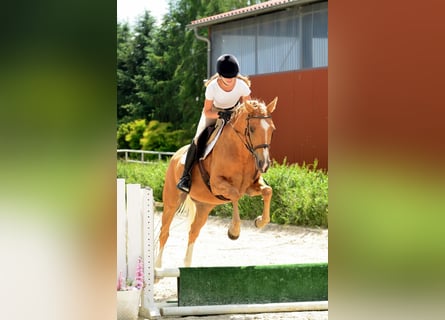 Welsh-D, Merrie, 4 Jaar, 146 cm, Palomino