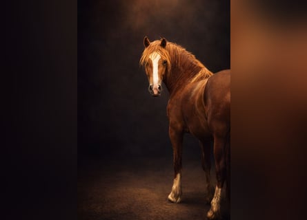 Welsh-D, Merrie, 4 Jaar, 147 cm, Vos