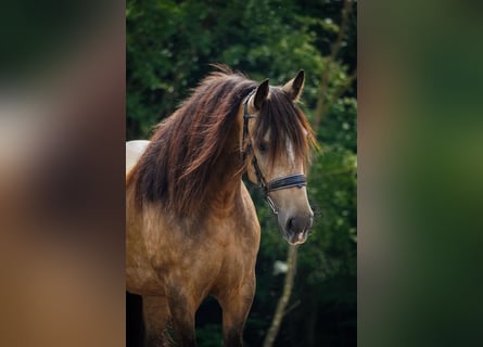 Welsh-D Mix, Merrie, 4 Jaar, 160 cm, Falbe
