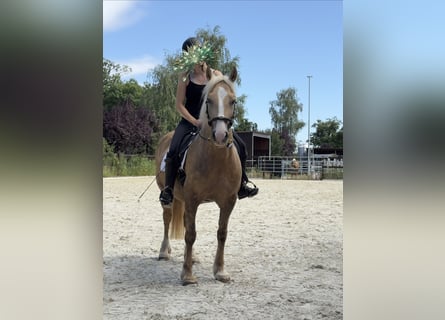 Welsh-D, Merrie, 5 Jaar, 147 cm, Palomino