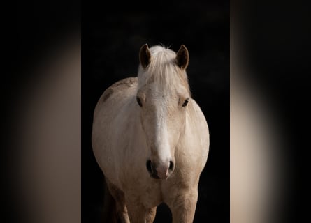 Welsh-D, Merrie, 5 Jaar, 147 cm, Palomino