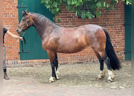 Welsh-D, Merrie, 5 Jaar, 150 cm, Donkerbruin