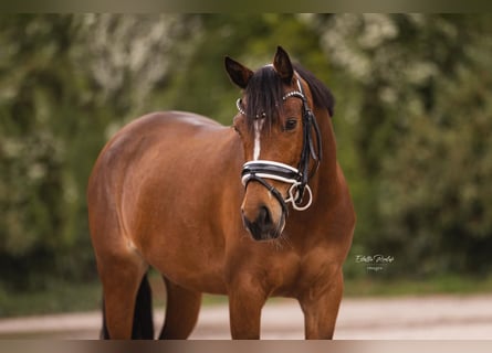 Welsh-D, Merrie, 9 Jaar, 147 cm, Bruin