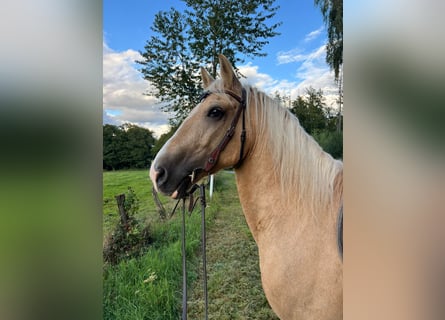 Welsh-D, Ruin, 10 Jaar, 150 cm, Palomino