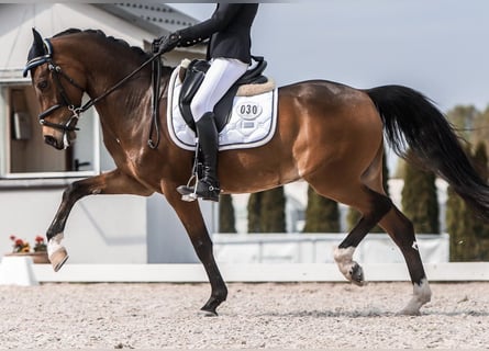Welsh-D, Ruin, 15 Jaar, 147 cm, Roodbruin