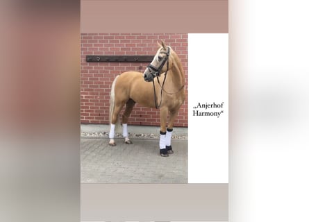Welsh-D, Ruin, 16 Jaar, 147 cm, Palomino